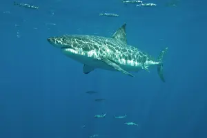 Carcharaodon: Great White Shark - Female