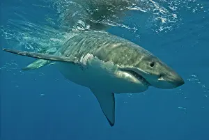 Carcharaodon: Great White Shark - Female