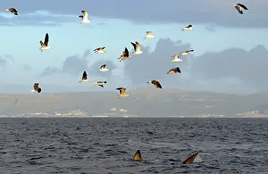 Carcharias: Great White Shark - followed by Kelp Gulls (larus