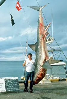 Trophy: Great White Shark - gamefishing - caught on dangerous reef