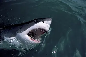 Scary: Great White Shark with head out of water