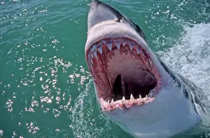 Scary: Great White Shark with head out of water and mouth open