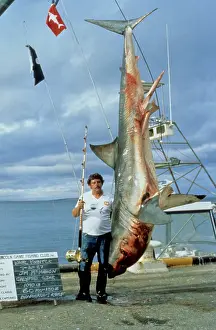 Trophy: Great White Shark killed for pleasure