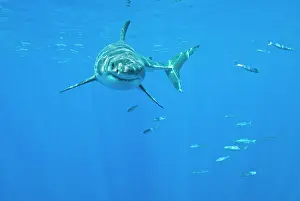 Carcharaodon: Great White Shark - male