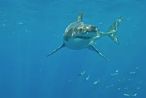 Carcharaodon: Great White Shark - male
