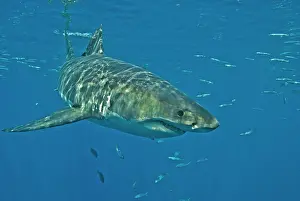 Carcharaodon: Great White Shark - male
