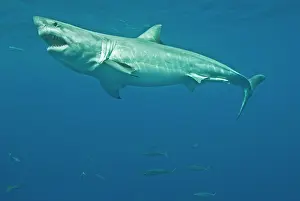 Carcharaodon: Great White Shark - male
