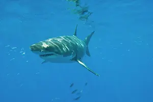Carcharaodon: Great White Shark - male