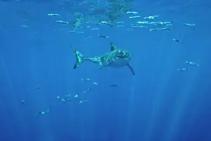 Carcharaodon: Great White Shark - male