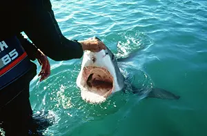Carcharias: Great White Shark - man touches nose