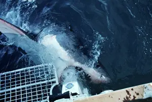 Attacks: Great White Shark - mouthing the motor on the charter