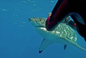 Filming: Great White Shark - Ron Taylor filming a big female