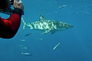 Passes: Great White Shark - Ron Taylor filming a male as