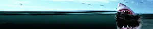 Carcharias: Great White Shark - Split level view, with mouth open