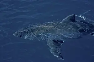 Carcharias: Great White Shark - swimming just below the surface