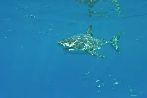 Carcharaodon: Great White Shark - Tagged male