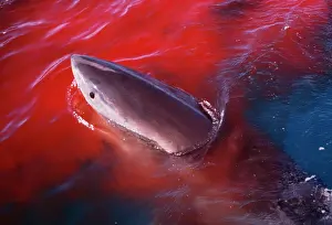 Tasting: Great White Shark - tasting blood