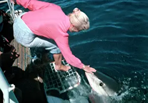 Carcharias: Great White Shark - Valerie Taylor patting sharks head