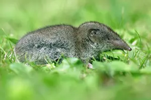 Shrews: Great White-Toothed Shrew - In garden