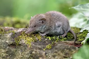 Shrews: Great White-toothed Shrew - on garden wall