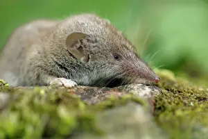 Shrews: Great White-toothed Shrew - on garden wall