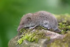 Shrews: Great White-toothed Shrew - on garden wall
