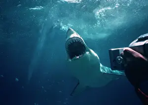 Carcharias: GREAT WHITE/ White / Pointer SHARK - underwater