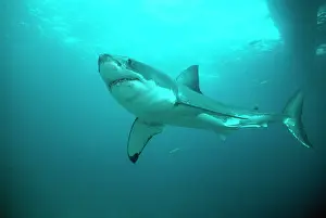 Douglas David Seifert: Great White / White / White Pointer SHARK