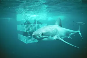 Douglas David Seifert: Great White / White / White Pointer SHARK - with