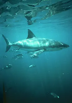Carcharodon: Great White / White / White Pointer SHARK