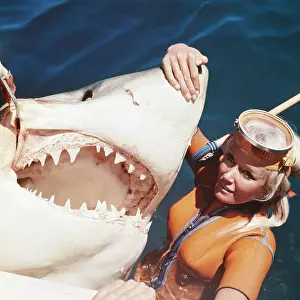 Carcharodon: Great White / White / White Pointer SHARK - with