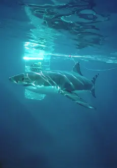 Carcharodon: Great White / White / White Pointer SHARK - side