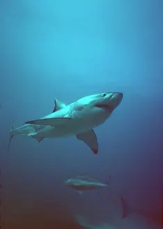 Carcharias: Great White / White / White Pointer SHARK - side