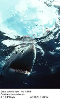 Carcharias: Great White / White / White Pointer SHARK