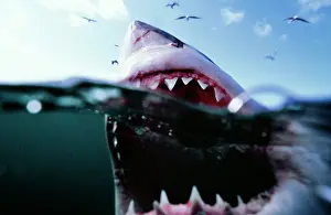 Carcharias: Great White / White / White Pointer SHARK