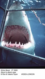 Carcharias: Great White / White / White Pointer SHARK - About