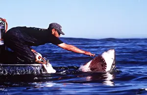 Pointer: Great White / White / White Pointer SHARK - being