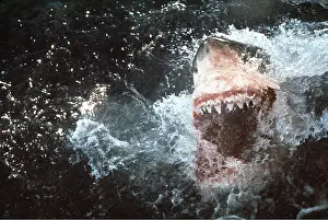 Jaws: Great White / White / White Pointer SHARK