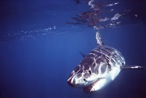 Pointer: Great White / White / White Pointer SHARK