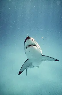 Pointer: Great White / White / White Pointer SHARK
