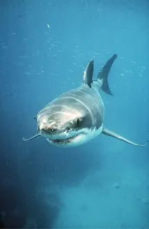 Pointer: Great White / White / White Pointer SHARK