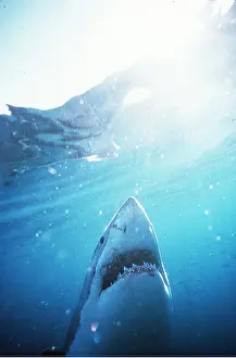 Jaws: Great White / White / White Pointer SHARK