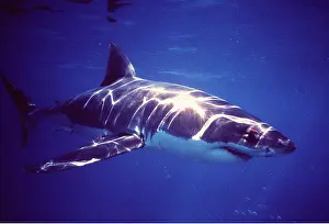 Rays: Great White / White / White Pointer SHARK