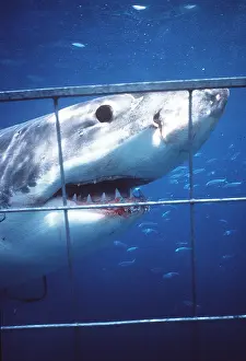Jaws: Great White / White / White Pointer SHARK
