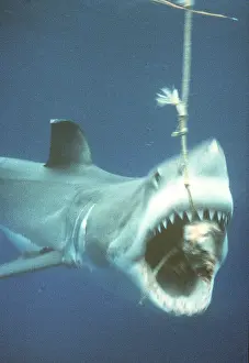Jaws: Great White / White / White Pointer SHARK