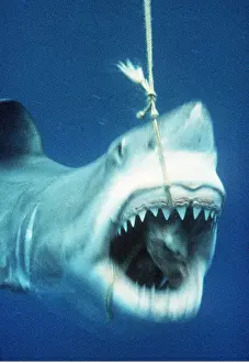 Jaws: Great White / White / White Pointer SHARK