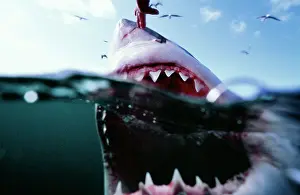 Dangerous: Great White / White / White Pointer SHARK