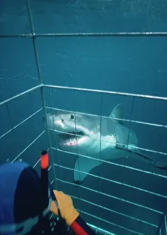 Carcharodon: Great White / White / White Pointer SHARK - approaching