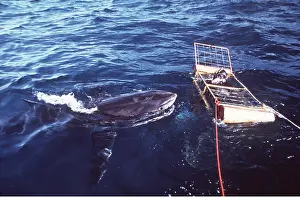 Pointer: Great White / White / White Pointer SHARK - approaching