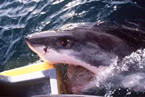 Attacking: Great White / White / White Pointer SHARK - BITES BOAT
